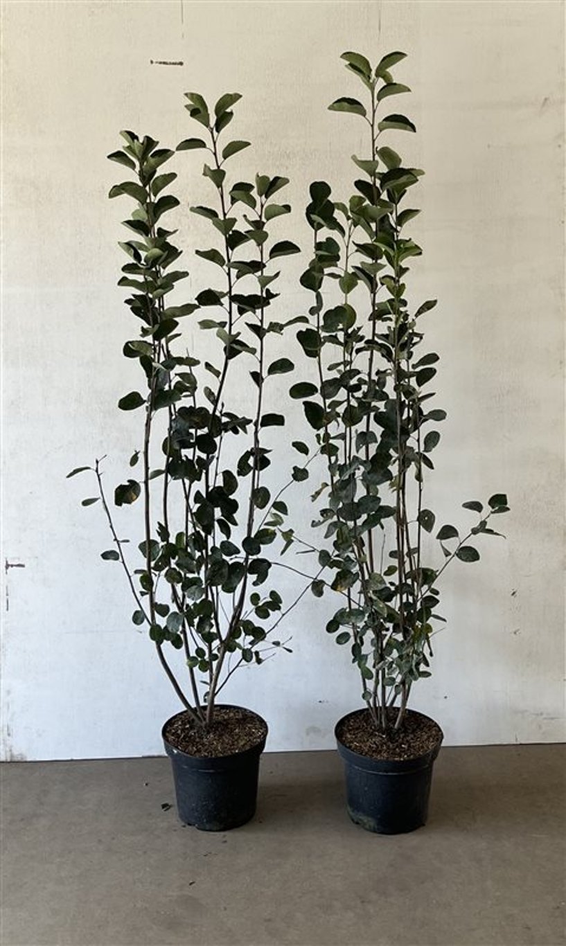 Amelanchier spicata - C7,5 100-125 CM